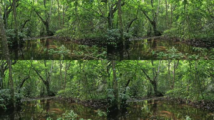 穿梭桂林 航拍罗城水上相思林  原始森林