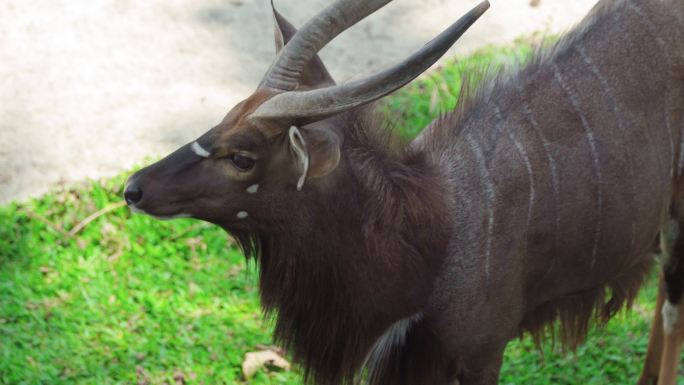 Nyala（非洲羚羊）在开放动物园。