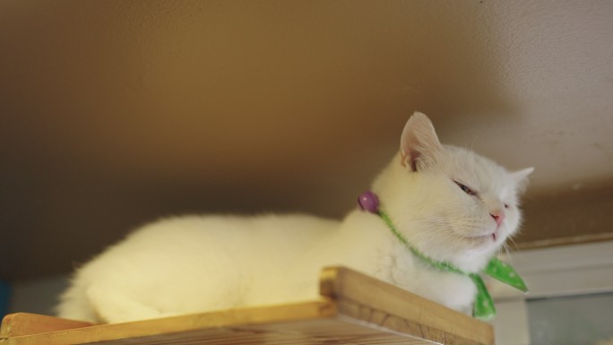 猫试图睡在天花板附近的架子上。