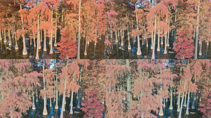 冬日武汉涨渡湖湿地红叶水上森林杉树