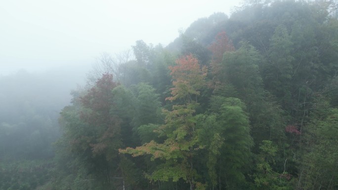 迷雾树林枫树