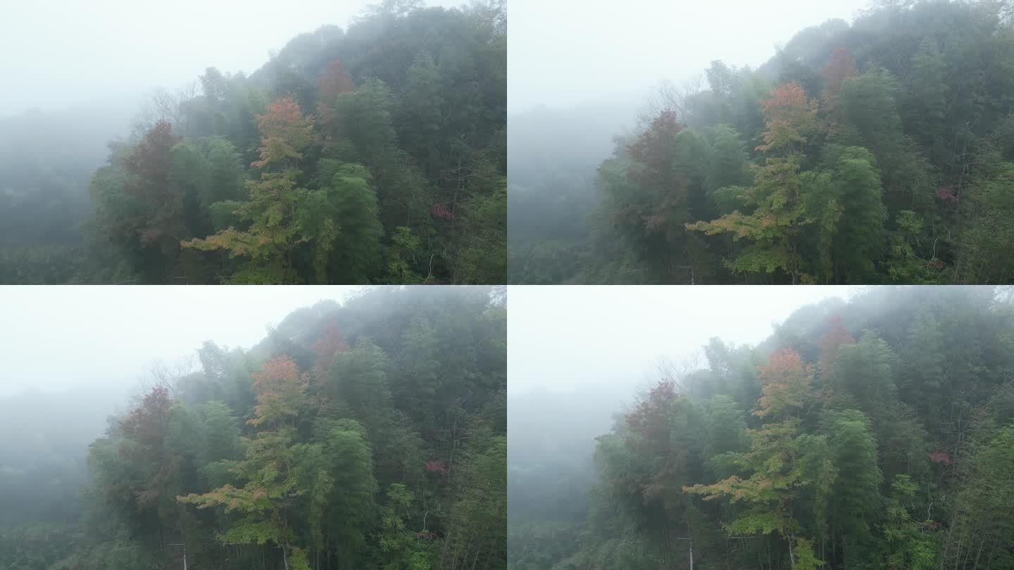 迷雾树林枫树