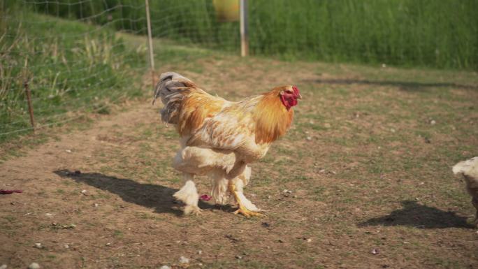 一只大梵鸡的特写。有机养鸡场。（4K）