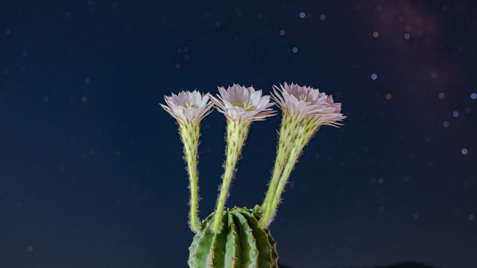 星空 花开