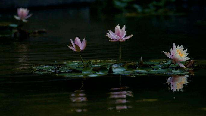 粉色睡莲户外池塘开花延时摄影