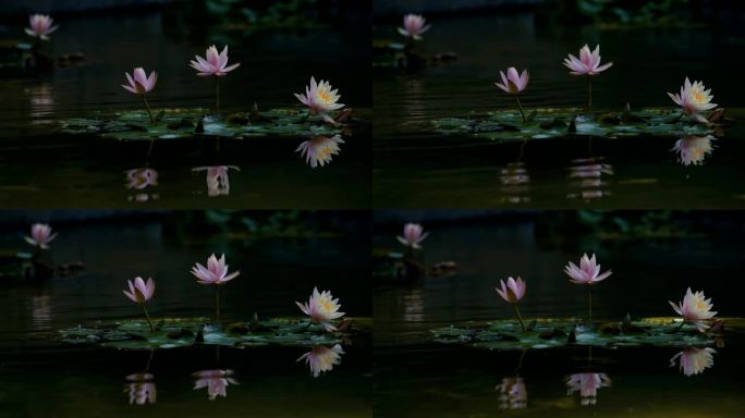 粉色睡莲户外池塘开花延时摄影