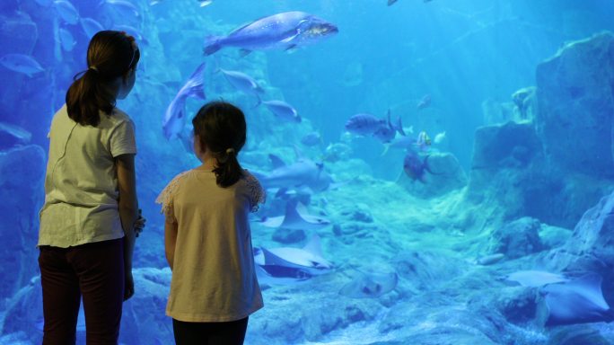 孩子们在一个巨大的水族馆里看鱼