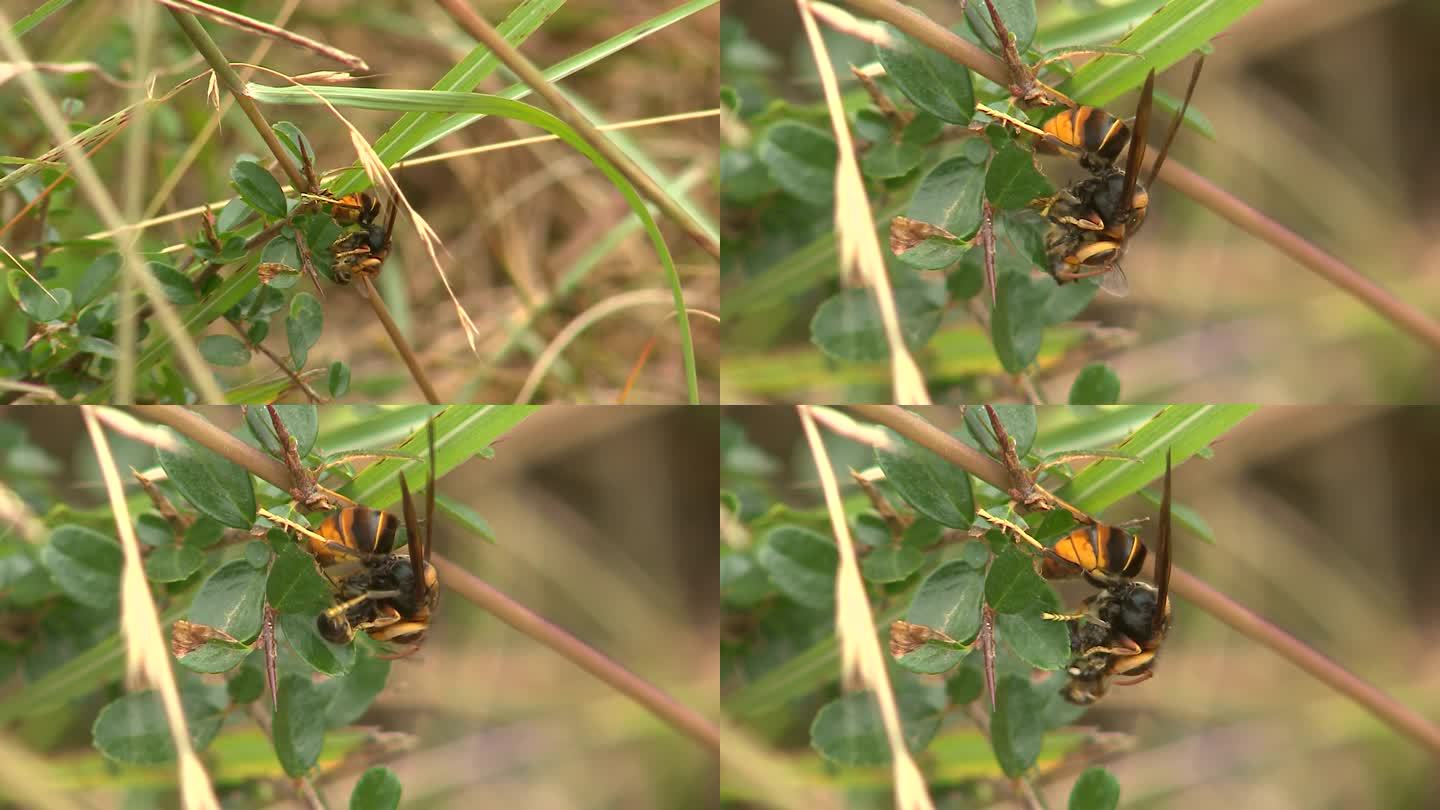 胡蜂大战蜜蜂