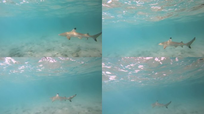 黑头礁鲨游泳鲨鱼觅食