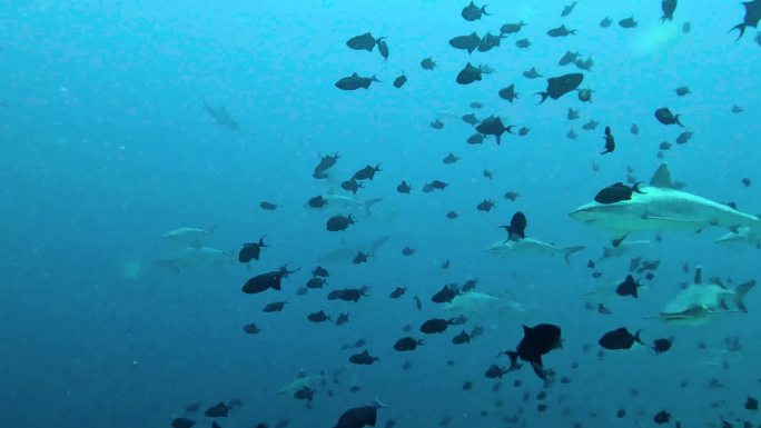 黑尖鲨追逐诱饵鱼群视频