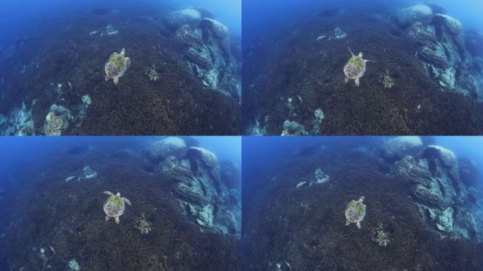 海龟在野生的蓝色水中游泳。热带海水中可爱的玳瑁。水下照片。自然环境中的野生海洋动物。珊瑚礁的濒危物种