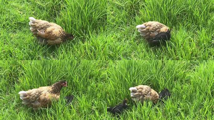 自由放养的母鸡与绿草中的小鸡
