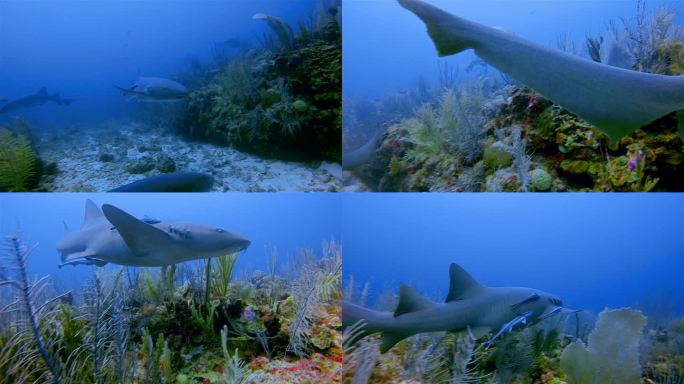 在加勒比海与护士鲨一起潜水-伯利兹堡礁/龙涎香礁