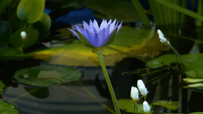 蓝紫色睡莲开花延时摄影