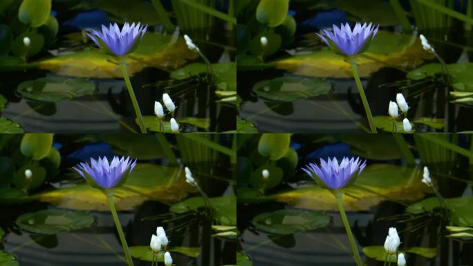 蓝紫色睡莲开花延时摄影