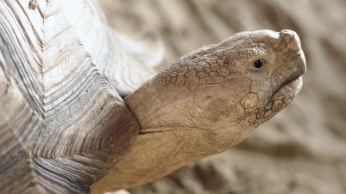 大型苏卡塔象龟象龟