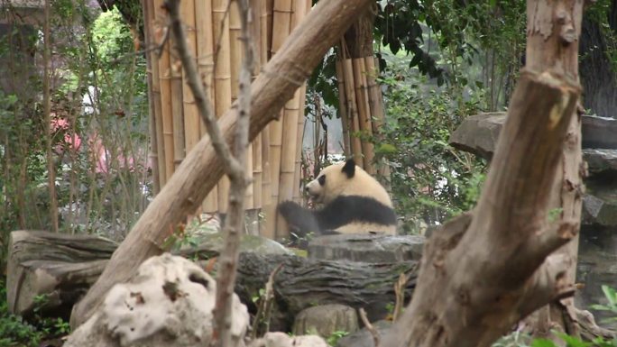 成都大熊猫基地国宝吃竹笋熊猫活体原素材