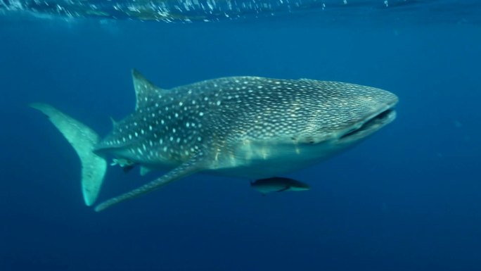 泰国洛辛岛，鲸鲨与雷莫拉鱼和眼镜蛇鱼在水面附近游泳