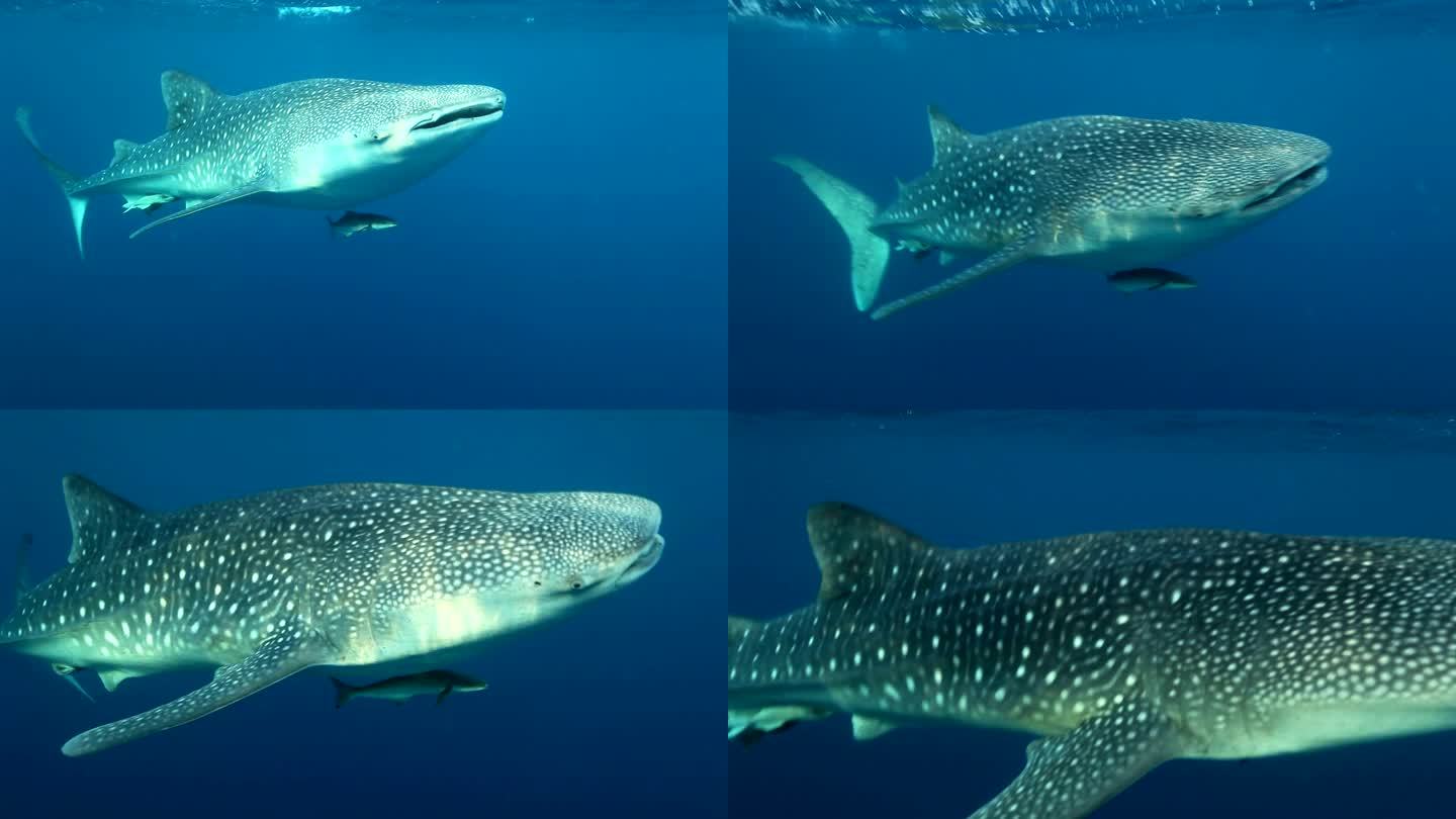 泰国洛辛岛，鲸鲨与雷莫拉鱼和眼镜蛇鱼在水面附近游泳