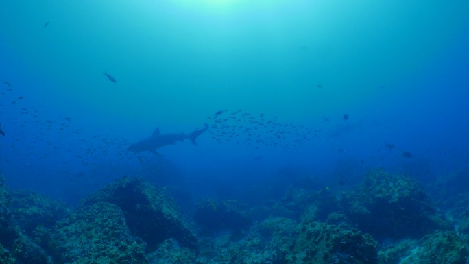 加拉帕戈斯鲨鱼和扇贝锤头鲨在珊瑚礁游泳