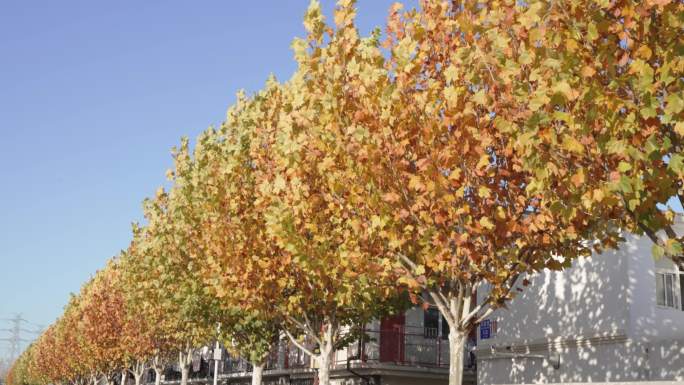 秋天一排树干枯的树叶梧桐树