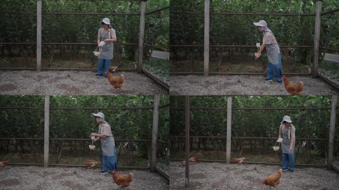 农场里照顾鸡的女人