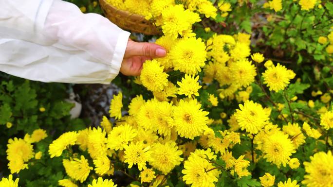 黄菊花种植采摘空镜1