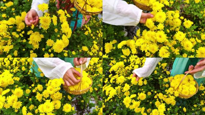 黄菊花种植采摘空镜1