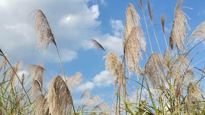 风光野草 秋风吹芒草摇摆 荒野野草