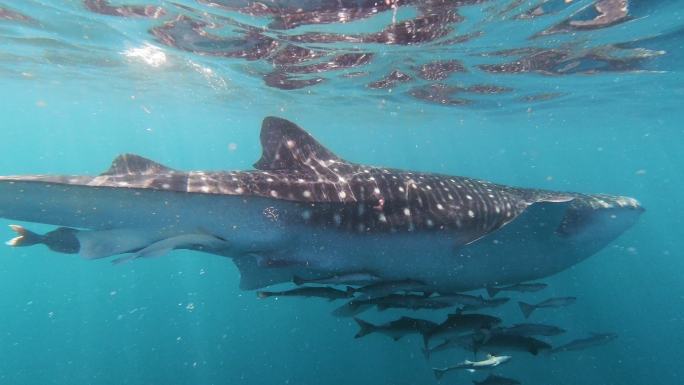 在海面下游泳的鲸鲨濒危物种