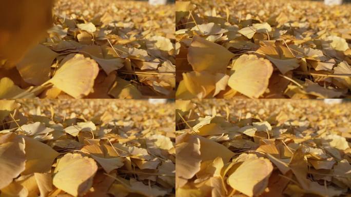 秋天银杏树落叶干枯落叶树叶堆积慢动作