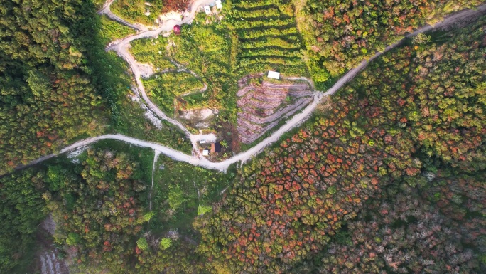 日出时山上森林中蜿蜒的道路鸟瞰图