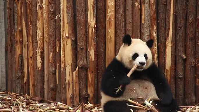 成都大熊猫基地国宝吃竹笋熊猫活体原素材