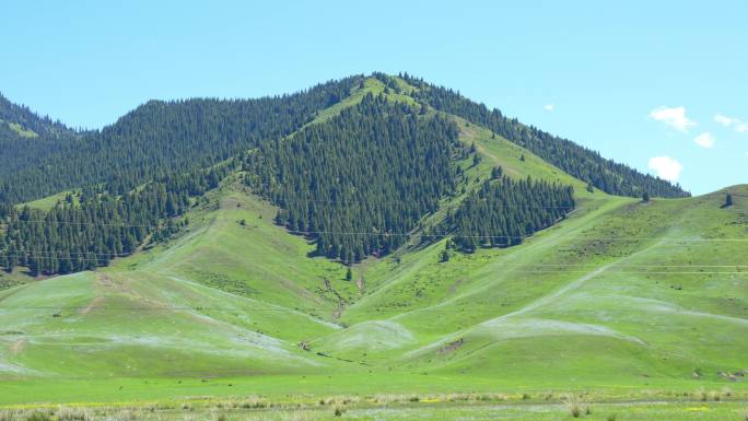 新疆伊犁昭苏的草原