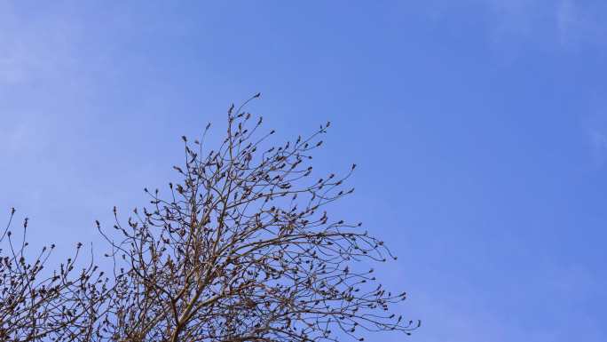 冬天干枯树枝飞鸟孤独空镜4k超清实拍素材