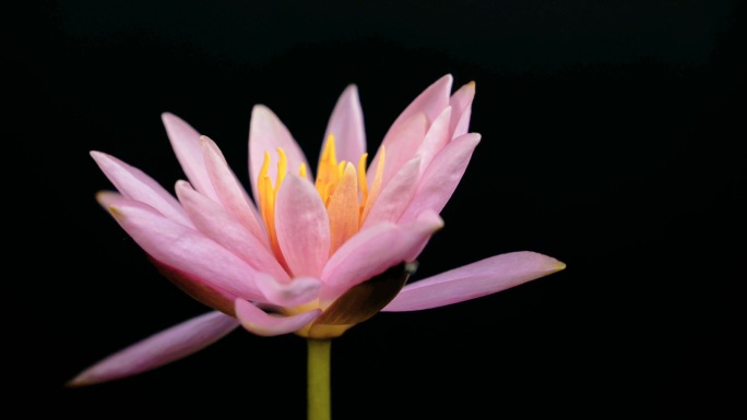 粉色睡莲科罗拉多开花延时摄影