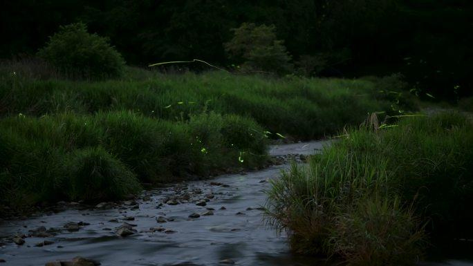 夜间萤火虫在河上发光的延时视频
