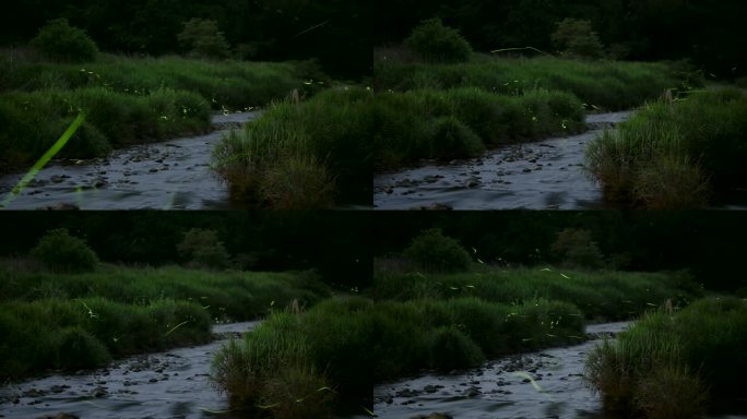 夜间萤火虫在河上发光的延时视频