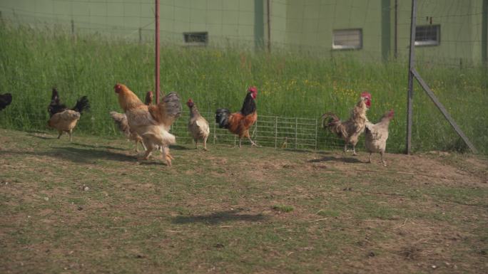 自由放养的鸡肉。有机养鸡场。（4K）