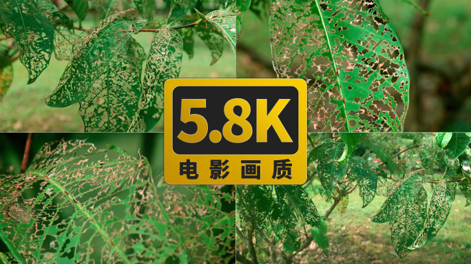 满是虫眼的树叶 真5.8K