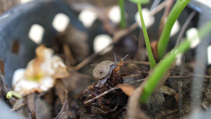 花园里的小蜗牛蜗牛特写微景观