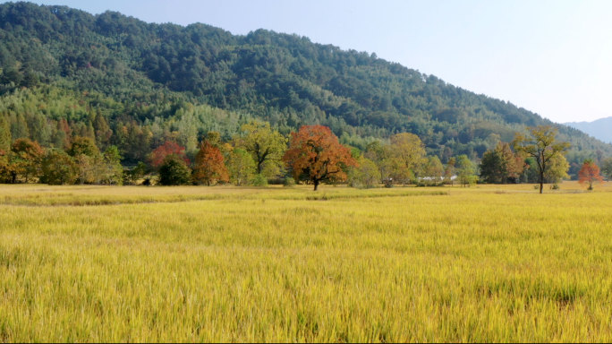 航拍皖南徽州夕阳下古村落炊烟和红叶秋色