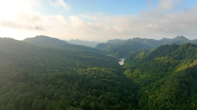 4k森林大自然流水风景树林山水自然山山川