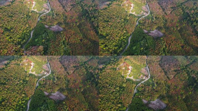 日出时山上森林中蜿蜒的道路鸟瞰图