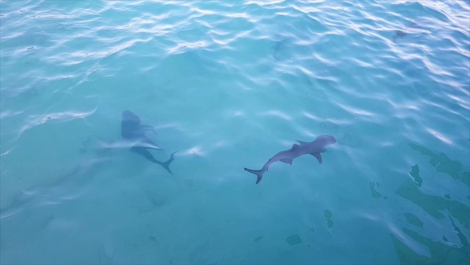 黑头礁鲨游泳清澈海底大鱼黑鱼蓝色海水