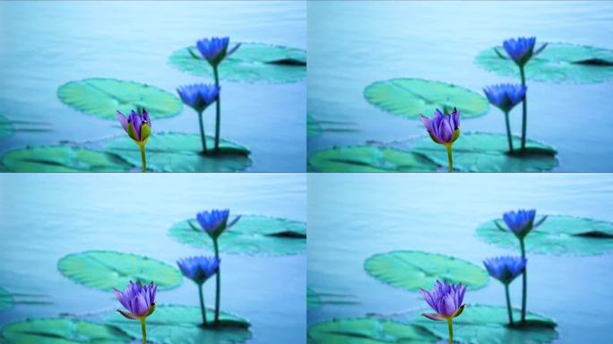 紫色睡莲开花延时摄影