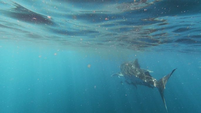 鲸鲨（Rhinocodon typus）在海里游泳的濒危物种Elasmobranch的后视图