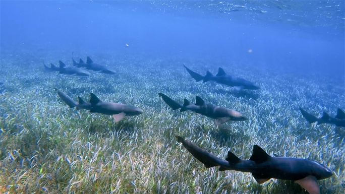 加勒比海鲨鱼射线巷海洋保护区的护士鲨鱼-伯利兹堡礁/龙涎香礁