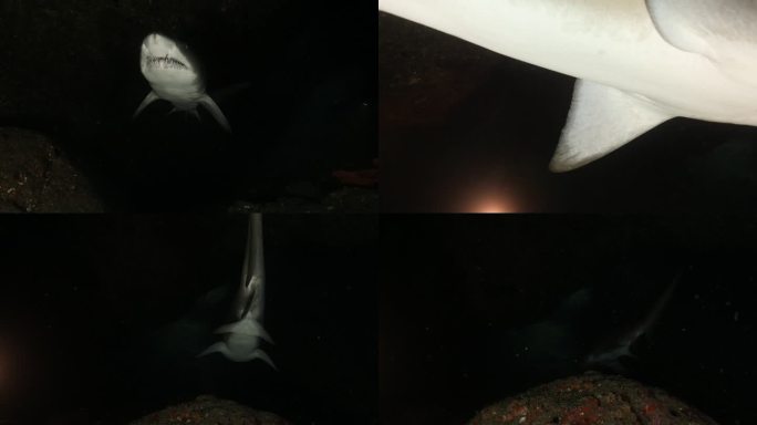 沙虎鲨（Carcharias taurus）在日本黑暗的深海巡航