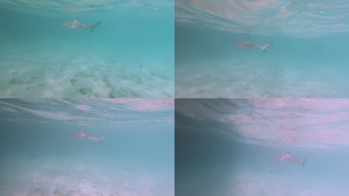 黑头礁鲨游泳水里游潜水海水